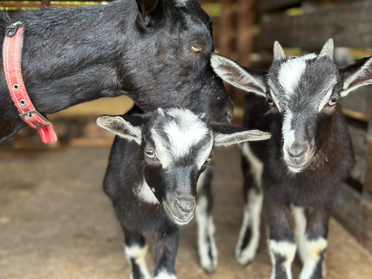 草を食べるヤギ