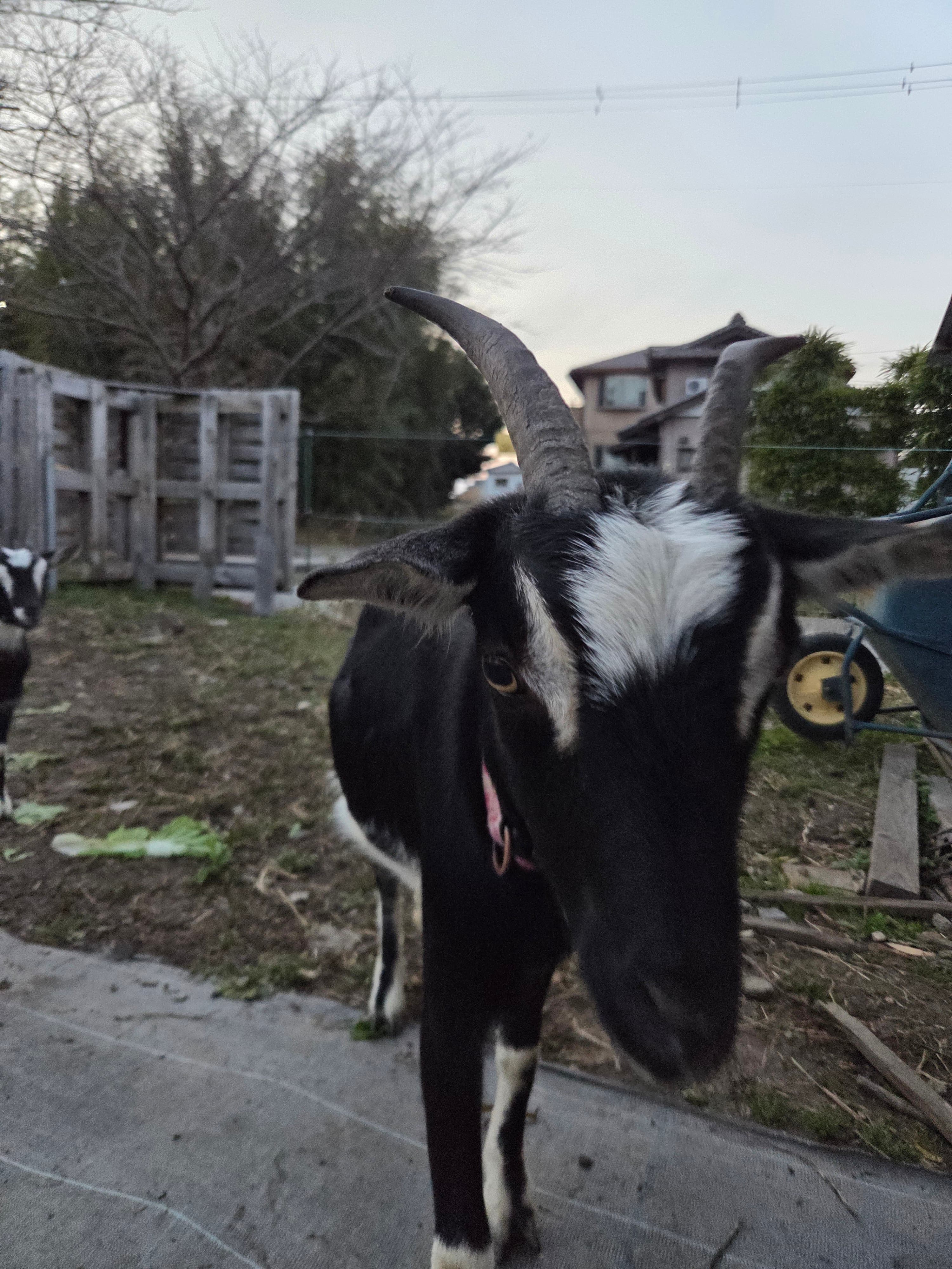 丘の上に立つヤギ