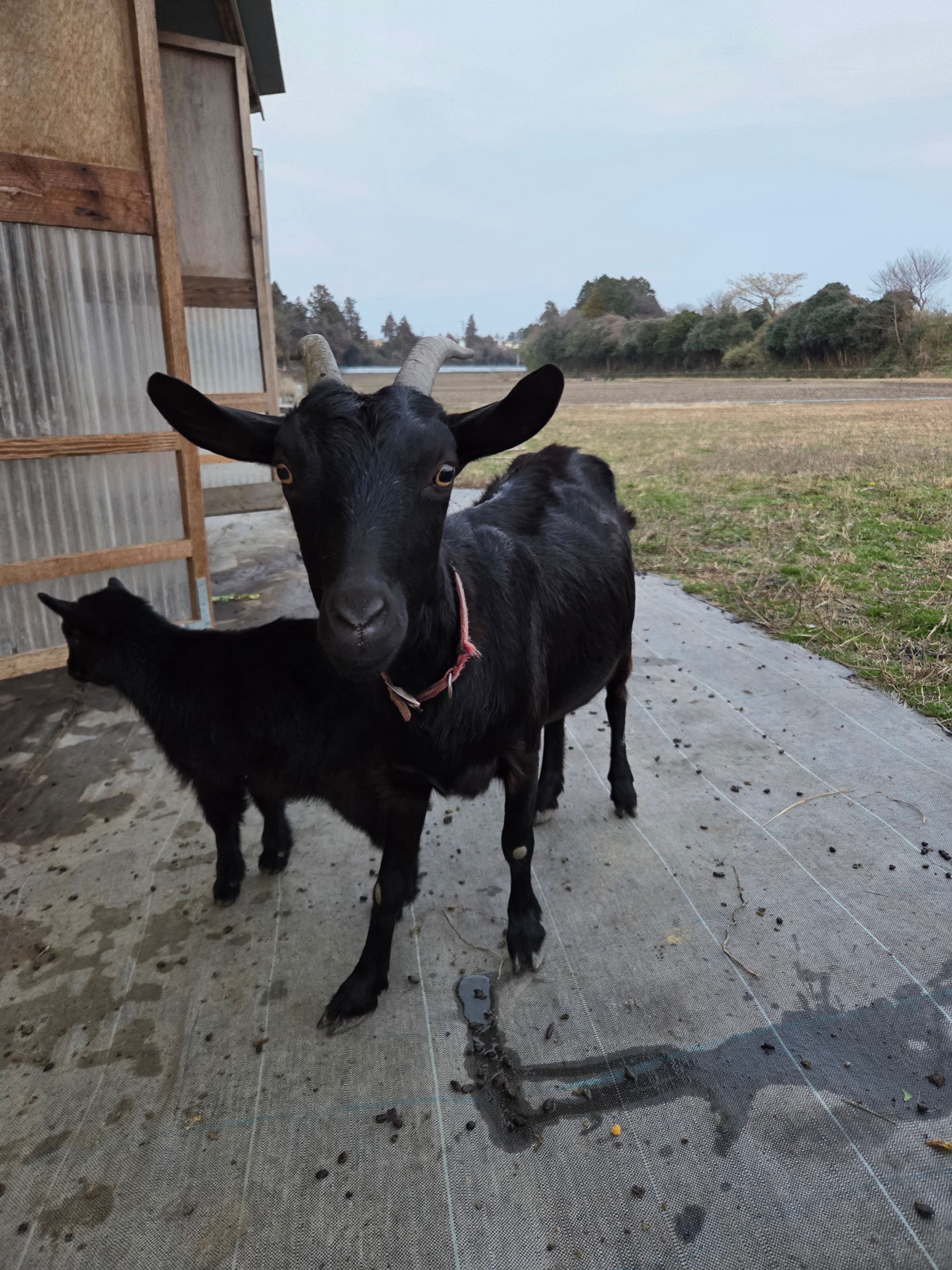 こちらを見つめるヤギ