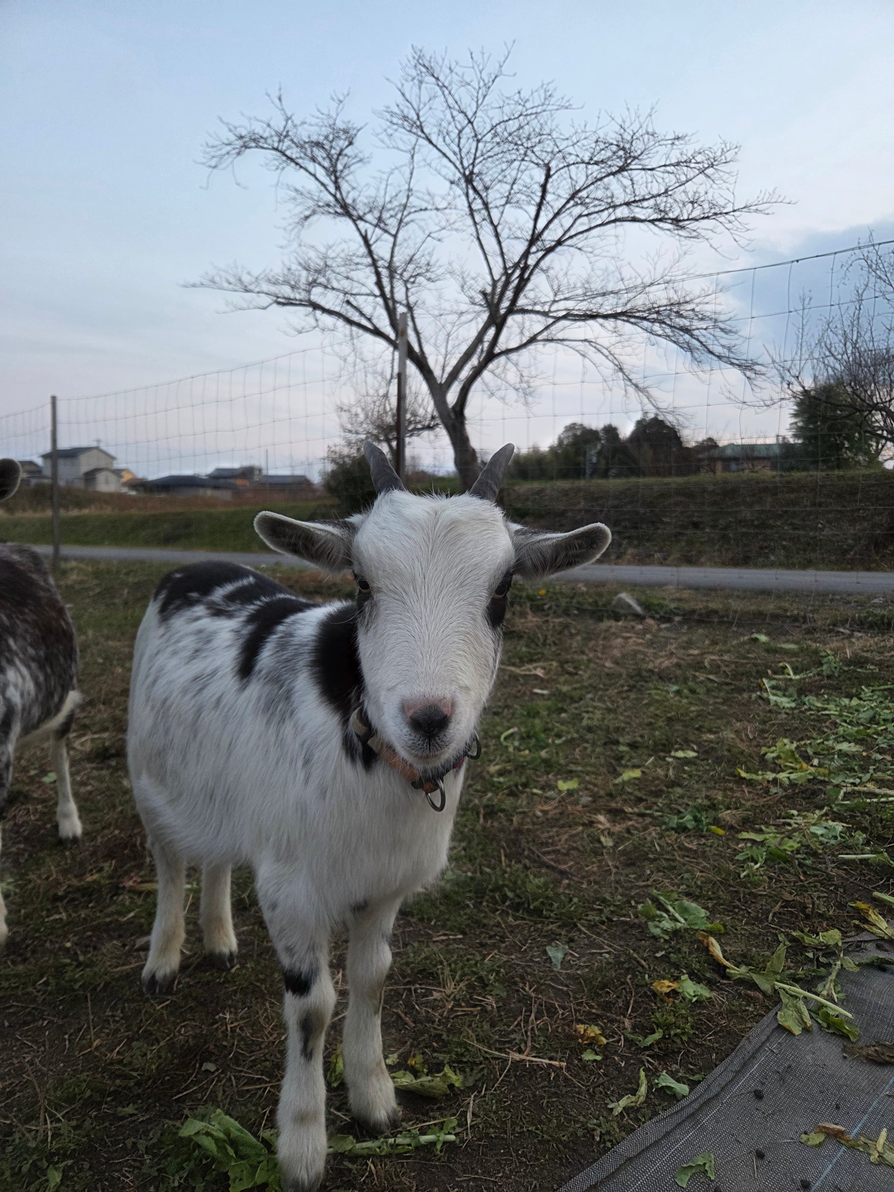 こちらを見つめるヤギ
