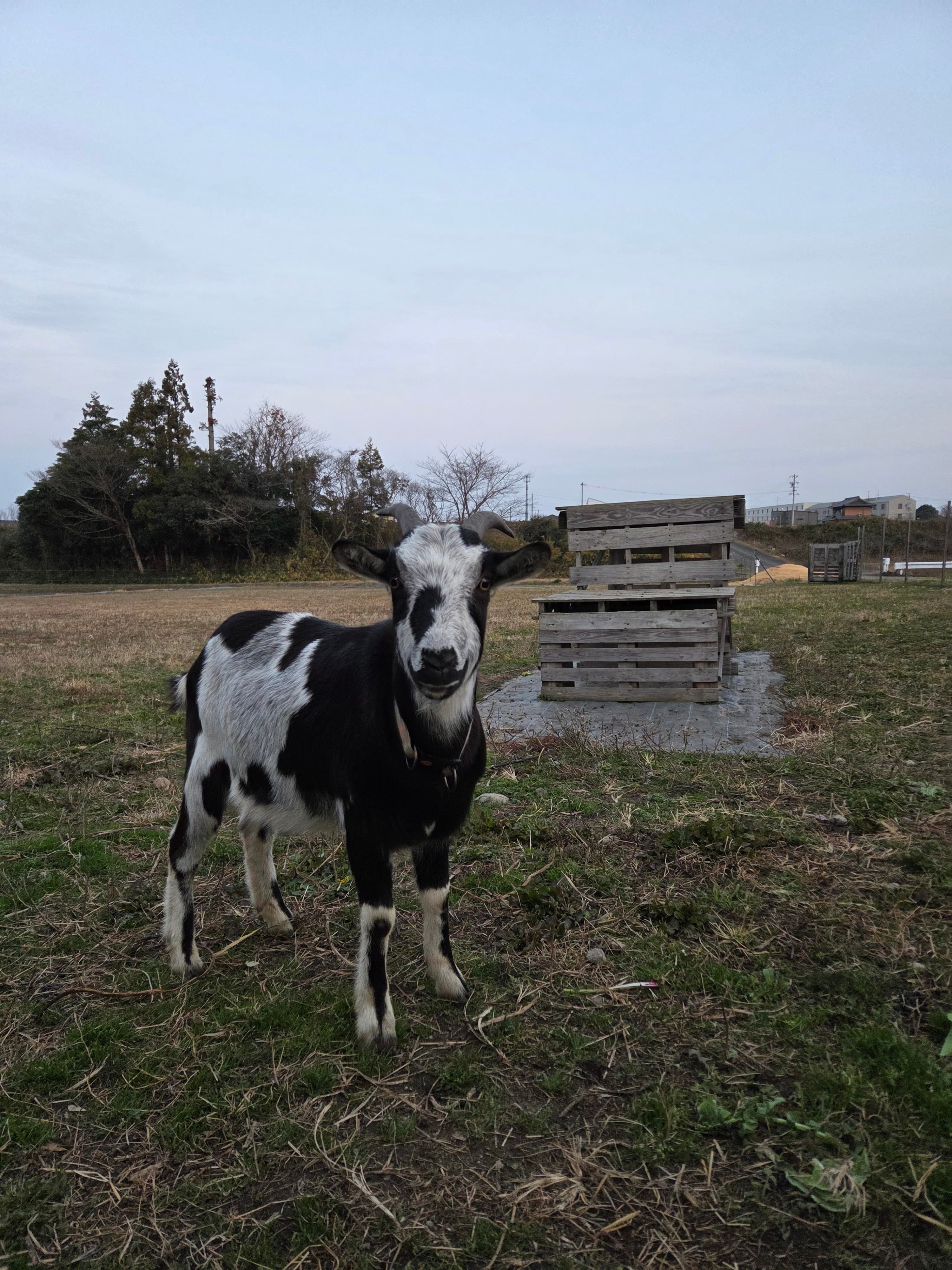 こちらを見つめるヤギ