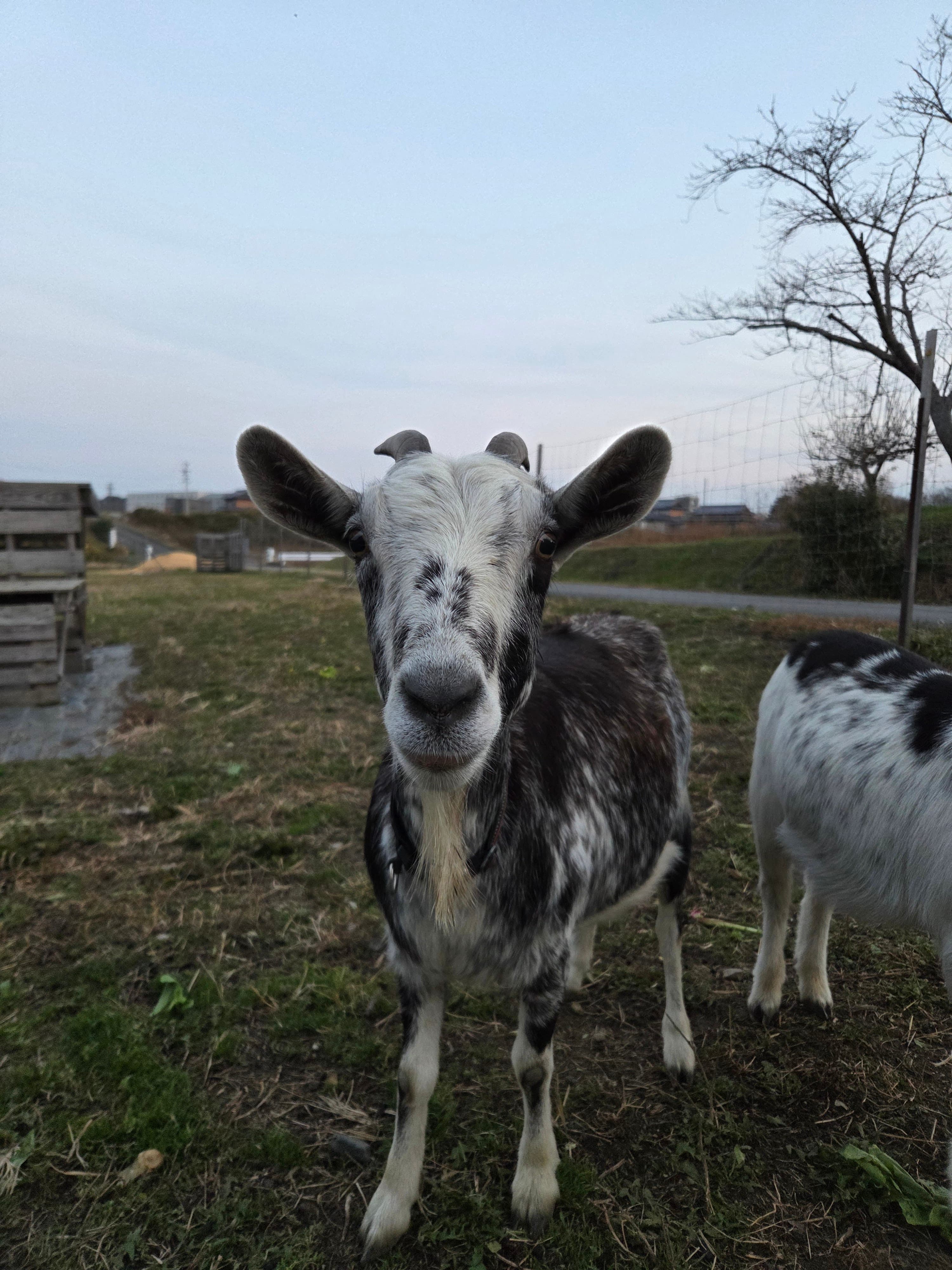 こちらを見つめるヤギ