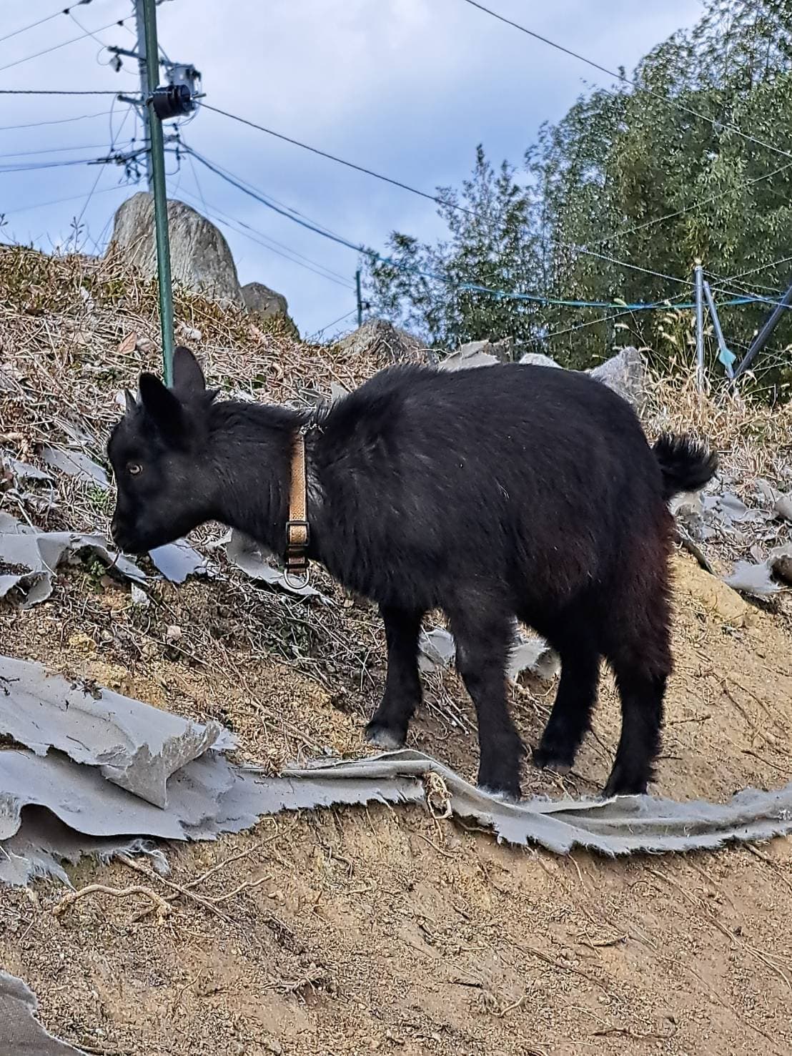 こちらを見つめるヤギ
