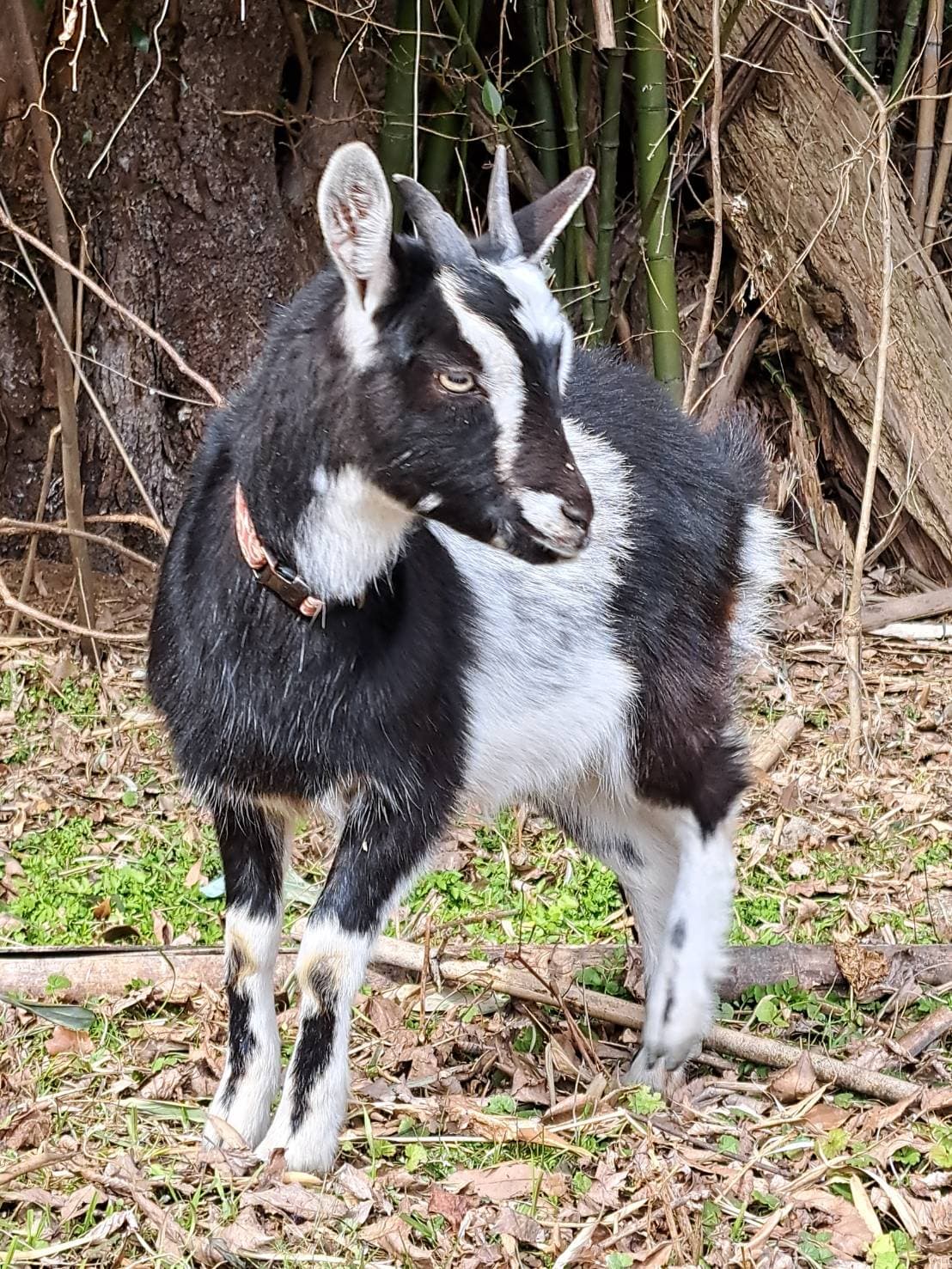 こちらを見つめるヤギ